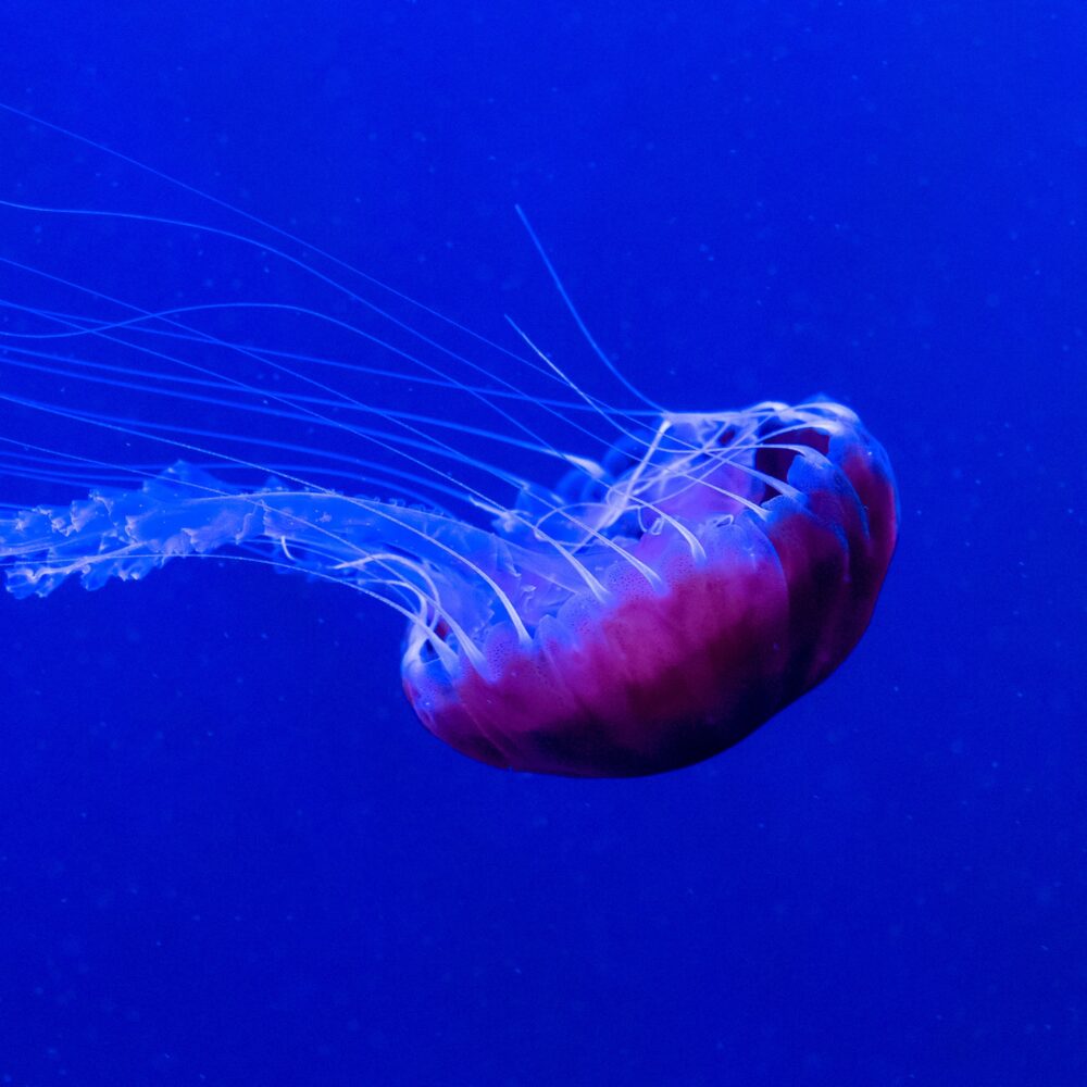 Big Jellyfish under water. Minimal art